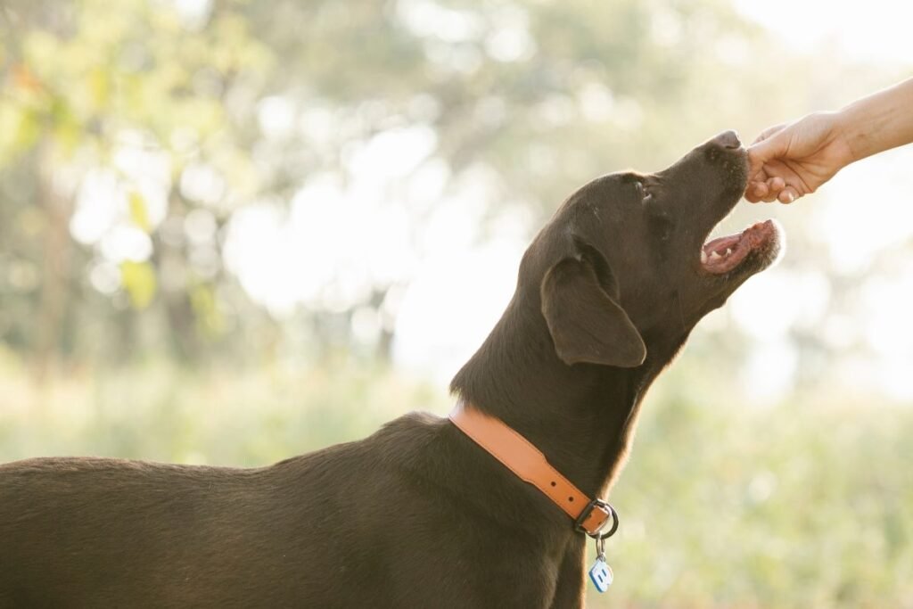 Skanukai šunims: kaip išsirinkti, kada duoti ir kokių vengti?