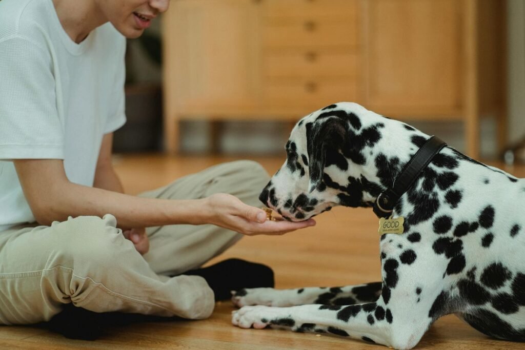 Skanukai šunims: kaip išsirinkti, kada duoti ir kokių vengti?