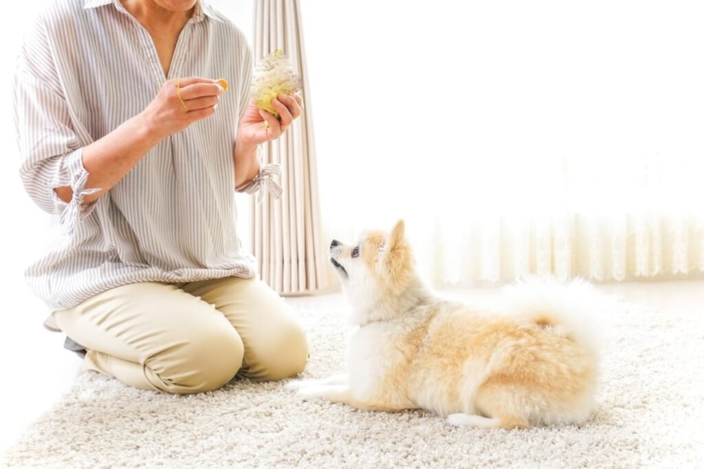 Skanukai šunims: kaip išsirinkti, kada duoti ir kokių vengti?