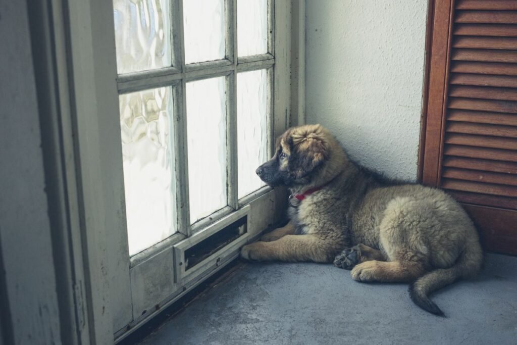 Šunų priklausomybės: 10 dažniausių