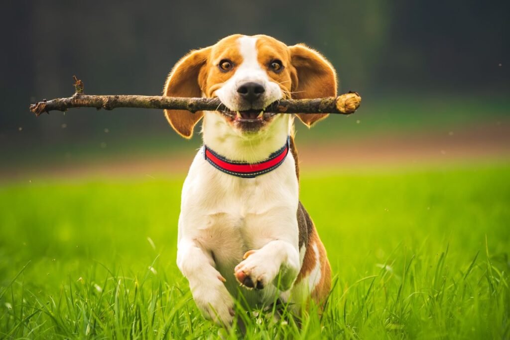 Priklausomybė nuo žaislo – „kamuolys yra gyvenimas“