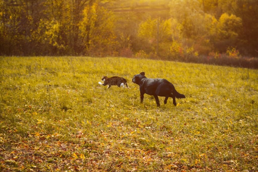 Kačių/ voverių medžioklės manija – „turiu pagauti!“