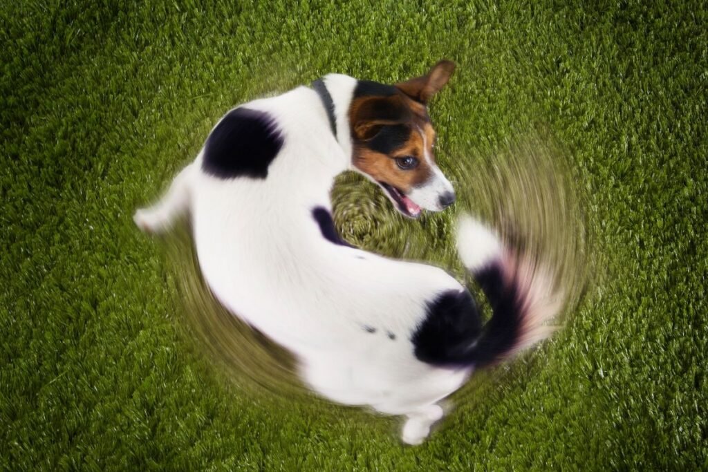 Vandens/ šešėlių vijimosi kompulsija – „privalau pagauti!“