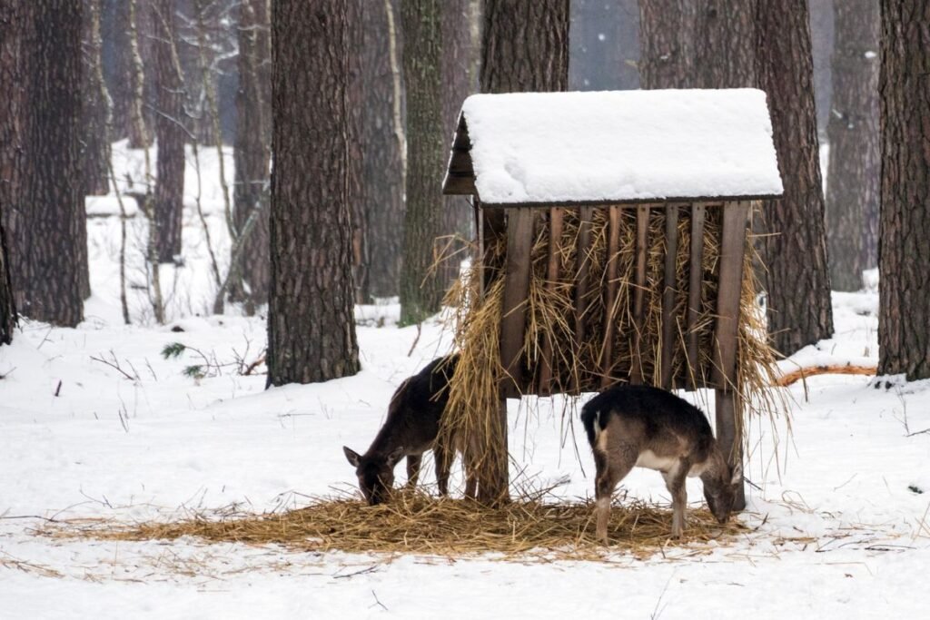Ėdžios stirnoms ir kitiems gyvūnams žiemą: kokias gaminti, kuo pripildyti ir kaip prižiūrėti?