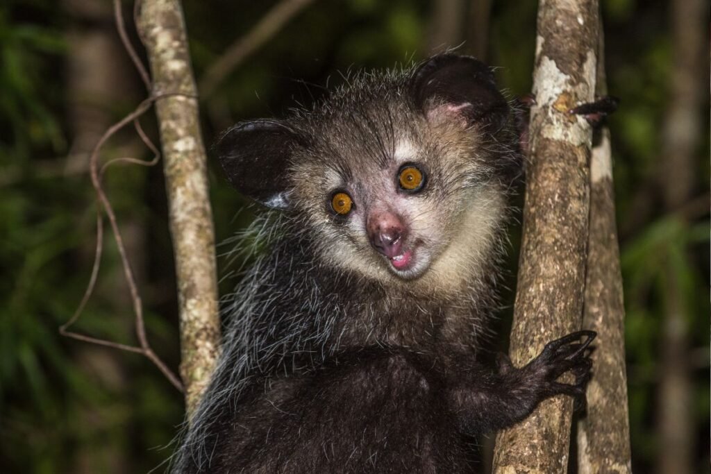 Ilgapirštis lemūras