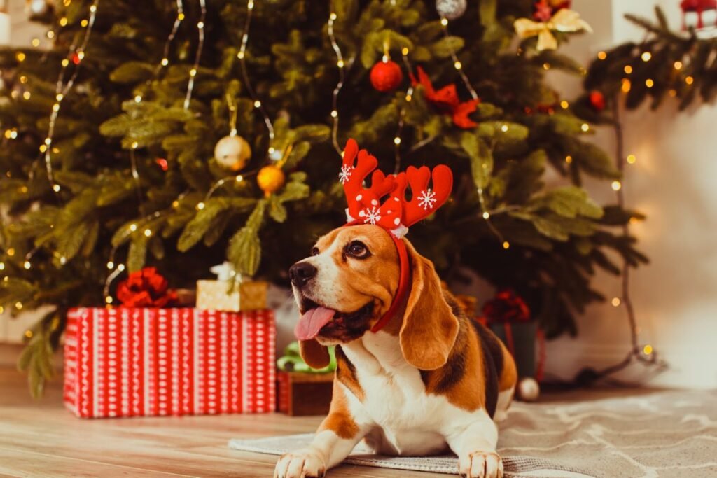 Kalėdinės dovanos šunims: šiltas ir patogus guolis