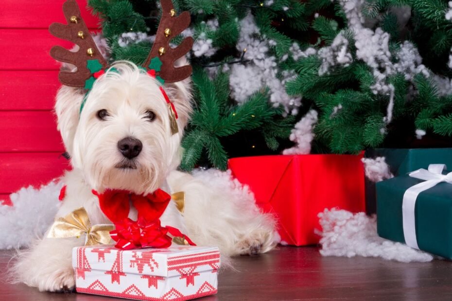 Kalėdinės dovanos šunims: kuo pradžiuginti savo keturkojį draugą švenčių metu?