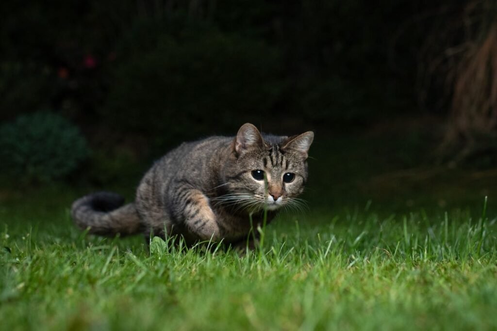 Katės ir mėnulio fazės: kodėl jų elgesys kinta keičiantis ciklui?