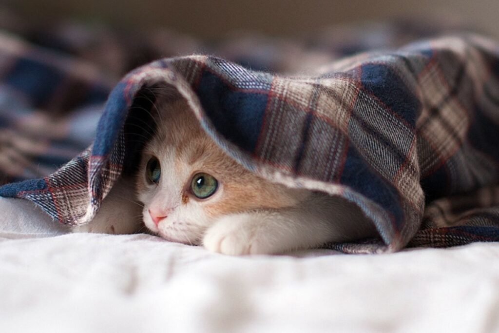 Katės ir mėnulio fazės: kodėl jų elgesys kinta keičiantis ciklui?