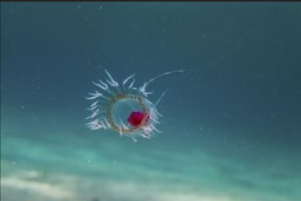 Nemirtingoji medūza