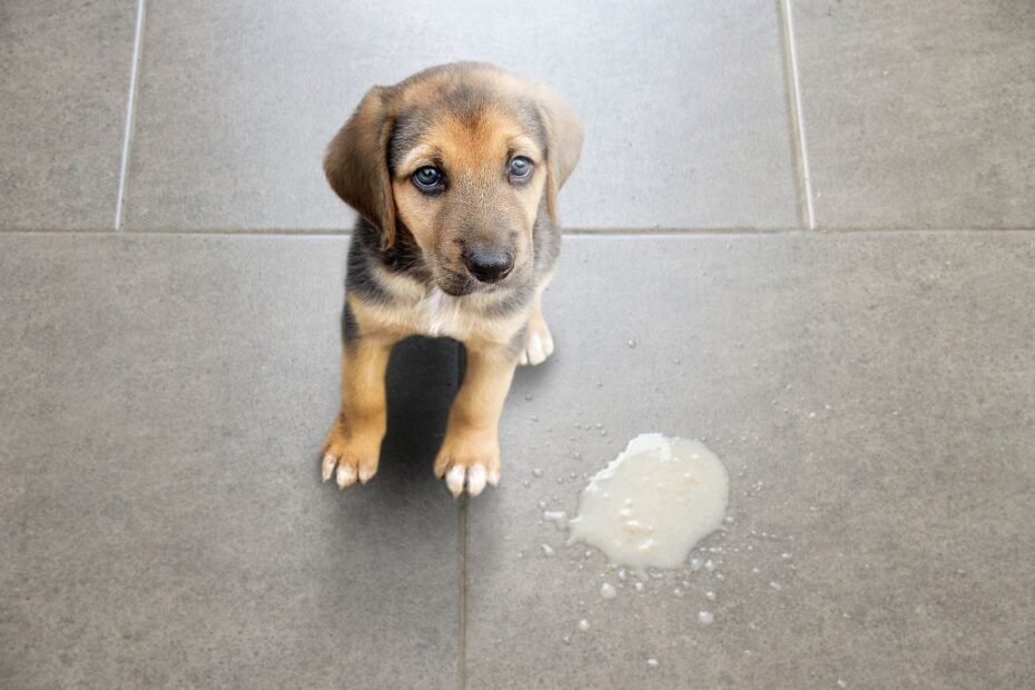 Šuo vemia geltonai: kada tai normalu, o kada metas skubėti pas veterinarą?