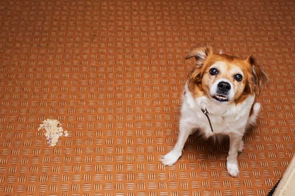 Šuo vemia geltonai: kada tai normalu, o kada metas skubėti pas veterinarą?