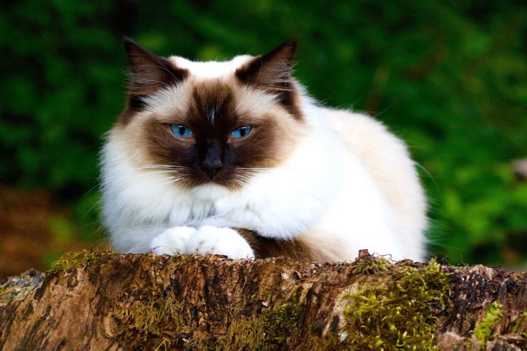 Birmos katė: charakterio ir elgsenos savybės (lentelė)
