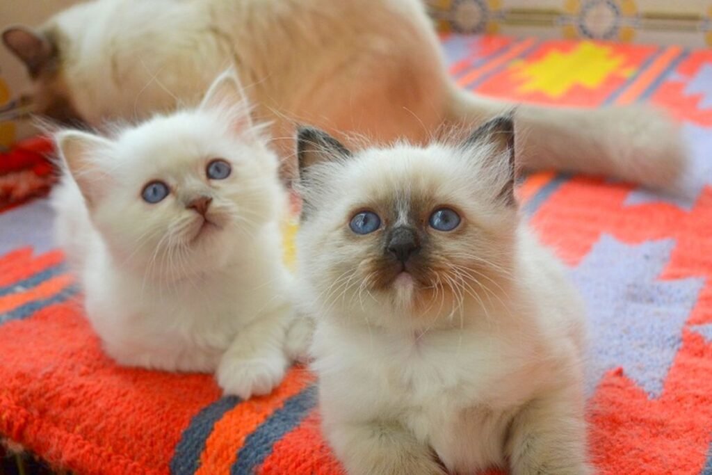 Įdomūs faktai apie Birmos kates