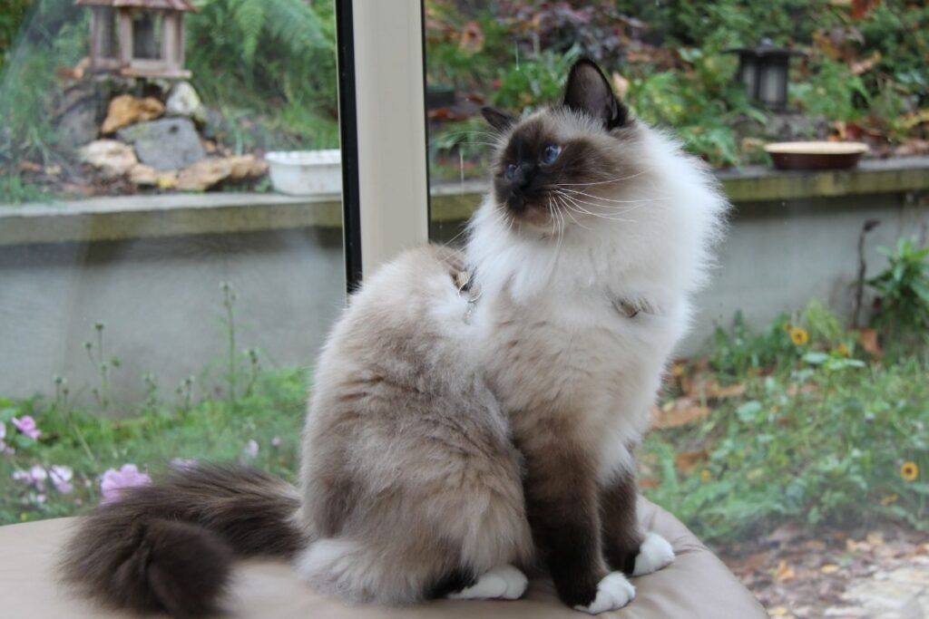 Birmos katė – legendomis apipinta šventyklos aristokratė, stebinanti savo prieraišumu