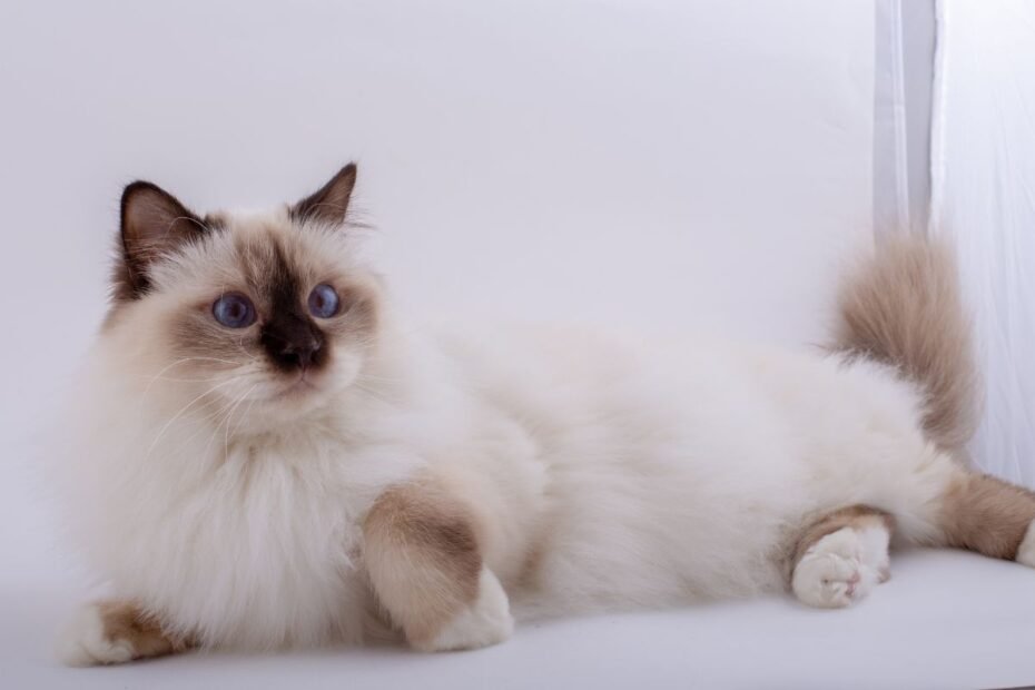 Birmos katė – legendomis apipinta šventyklos aristokratė, stebinanti savo prieraišumu