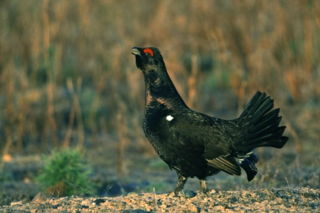 Kaip atpažinti gargatūną