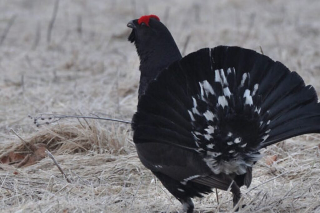 Apsaugos būklė ir stebėjimo galimybės
