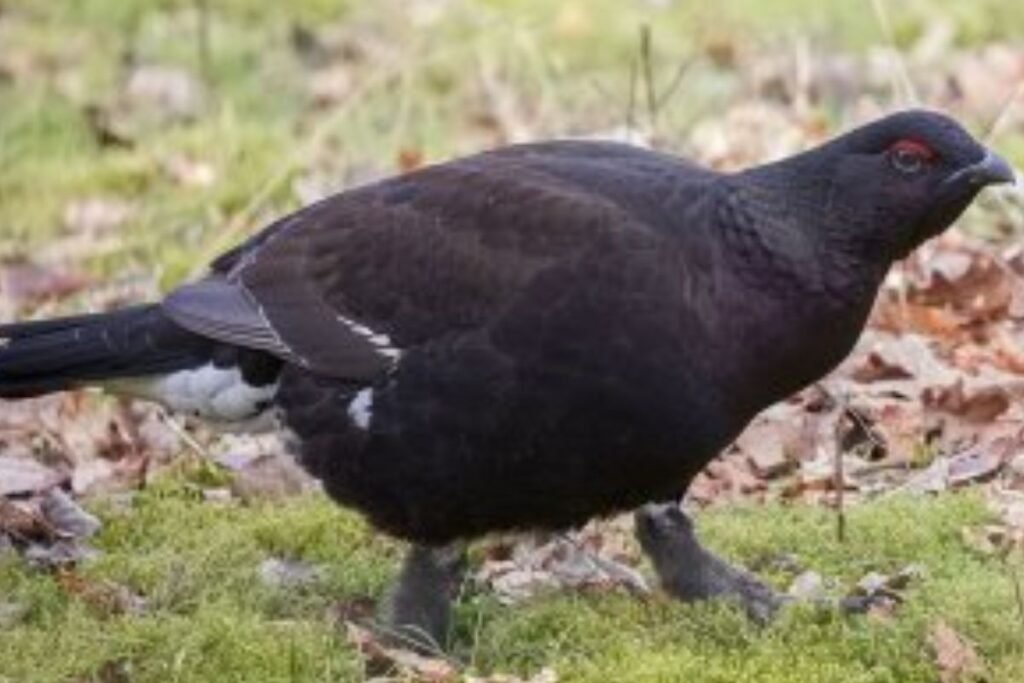 Kuo maitinasi gargatūnas