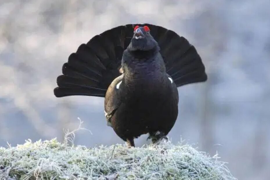 Gargatūnas – paslaptingas ir retas miškų hibridas. Ar yra tekę matyti šį gražuolį?