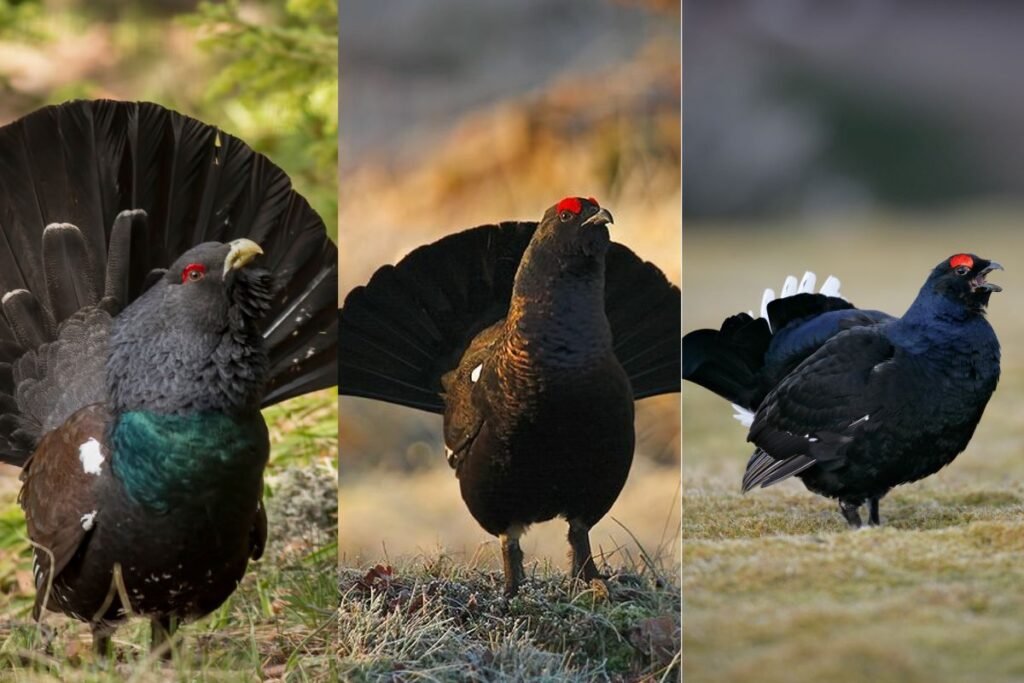 Kaip atskirti gargatūną nuo kurtinio ir tetervino