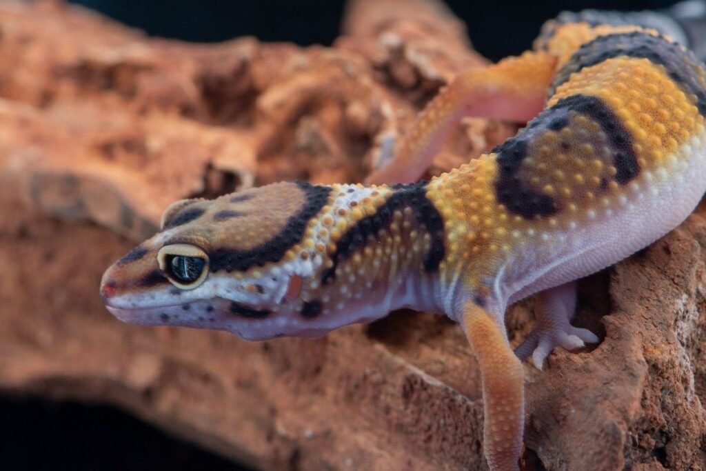 Gekonas – pagrindiniai faktai