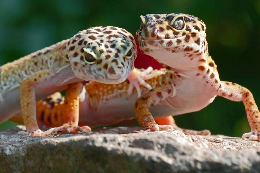 Gekono veisimosi sezonas ir rūpinimasis jaunikliais