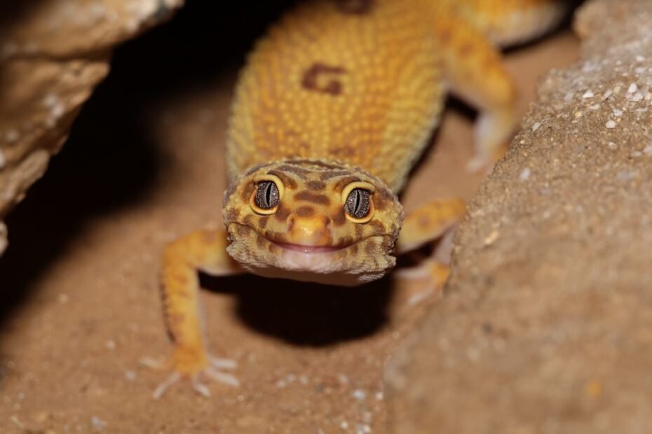 Gekonas – roplys, galintis lipti sienomis: kas jis, kuo minta ir ar tinka auginti namuose?