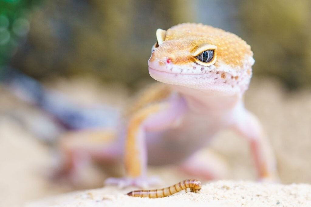 Kuo maitinasi gekonas?