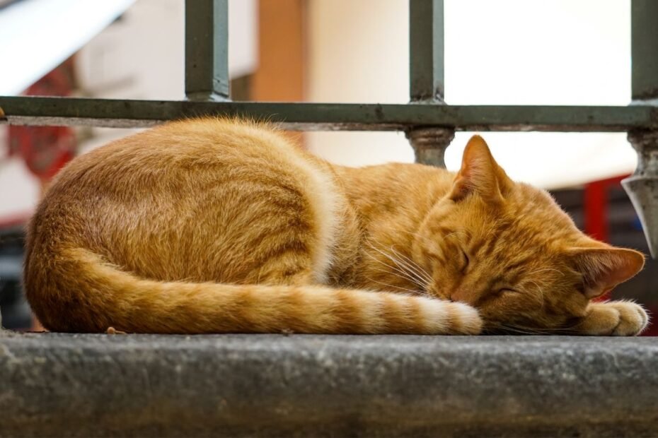 Kiek miega katės ir kodėl jos slepia savo snukelį: tai mielas įprotis ar svarbus signalas?