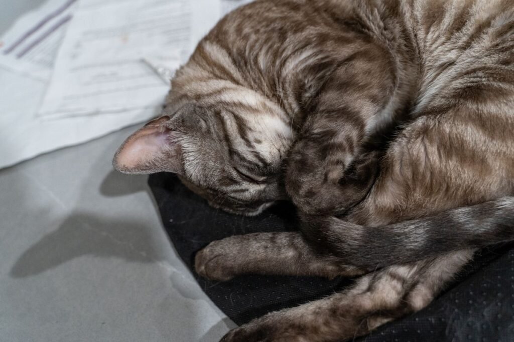 Kiek miega katės ir kodėl jos slepia savo snukelį: tai mielas įprotis ar svarbus signalas?