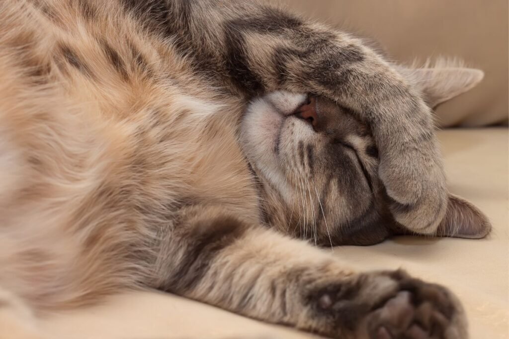 Kiek miega katės ir kodėl jos slepia savo snukelį: tai mielas įprotis ar svarbus signalas?
