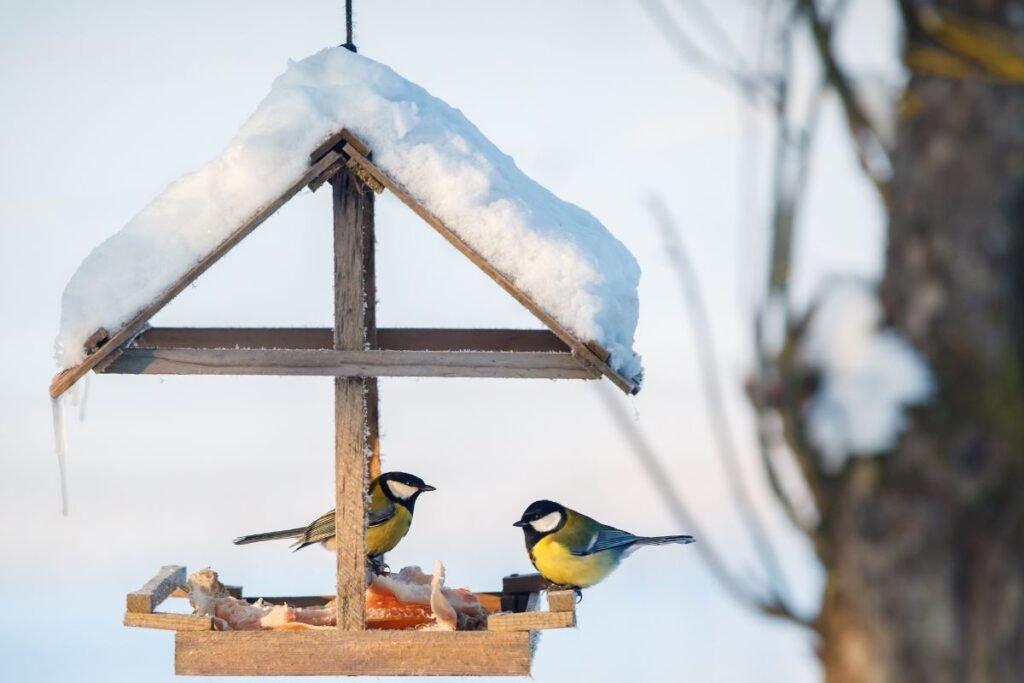 Kodėl svarbu lesinti paukščius žiemą?