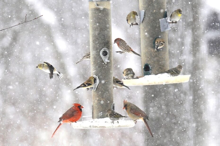 Paukščių maistas žiemą – gyvybės šaltinis atšiauriausiu metų laiku. Kuo lesinti paukščius žiemą, o koks maistas netinka?
