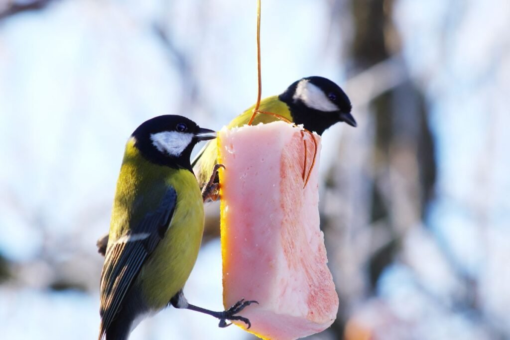 Kuo lesinti paukščius žiemą – tinkamiausias maistas