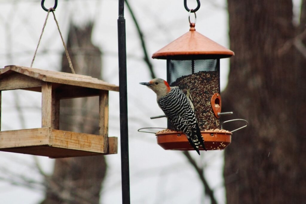 Kokius paukščius pamatysite savo lesykloje?