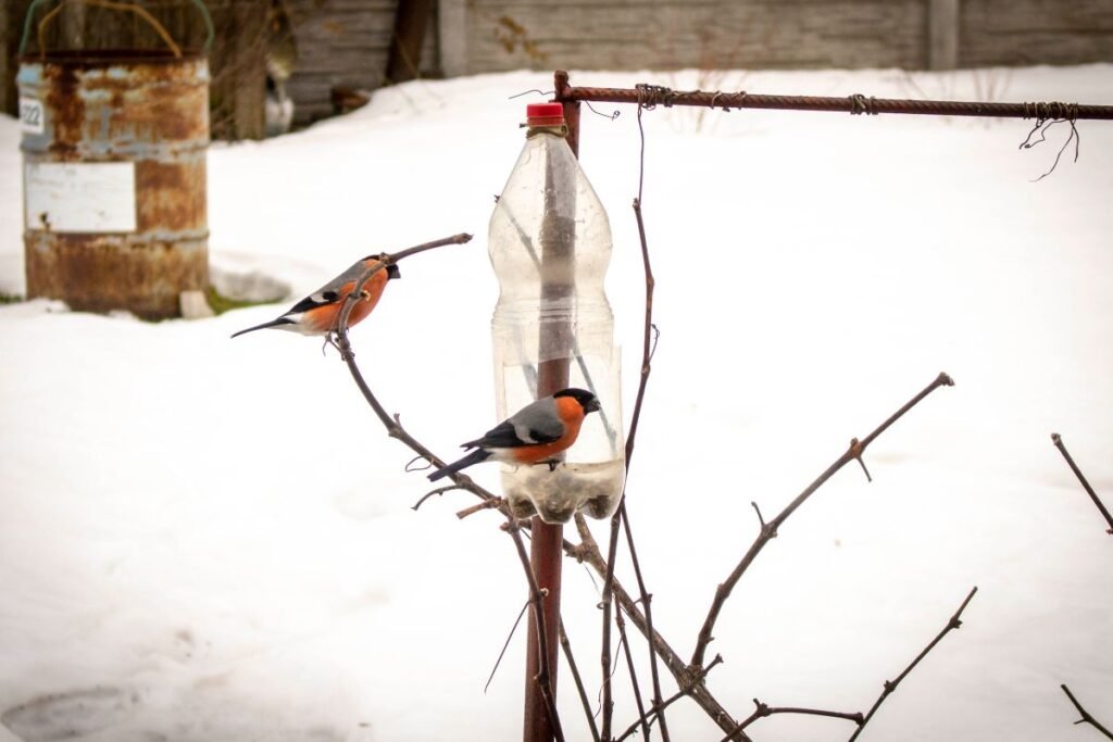 Ko negalima duoti – kenksmingas paukščių maistas žiemą