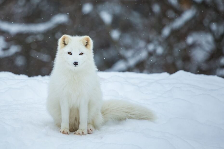 Poliarinė lapė – tikra Arkties išgyvenimo meistrė, kurios gebėjimų „pavydėtų“ kitos giminaitės
