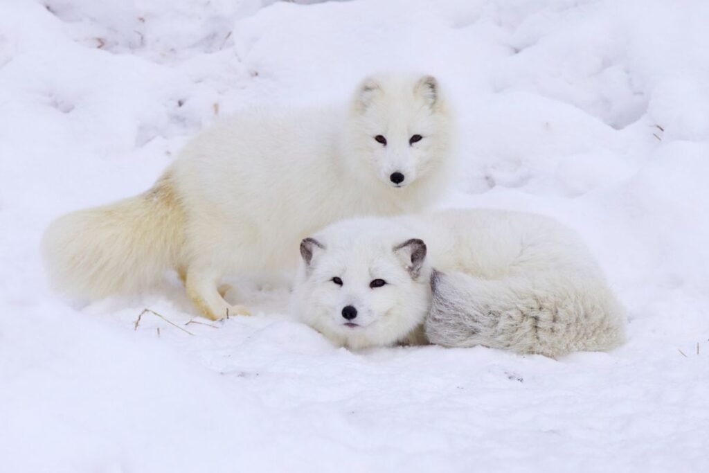 Poliarinės lapės veisimosi sezonas