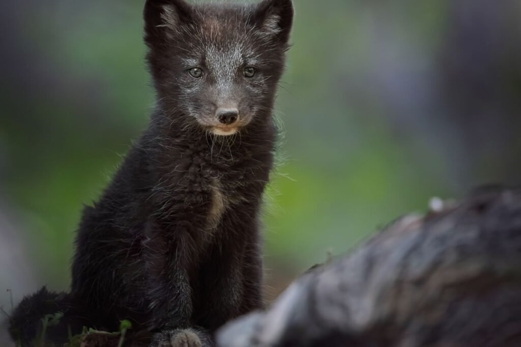 Kaip atpažinti poliarinės lapės patelę, patiną bei jauniklį