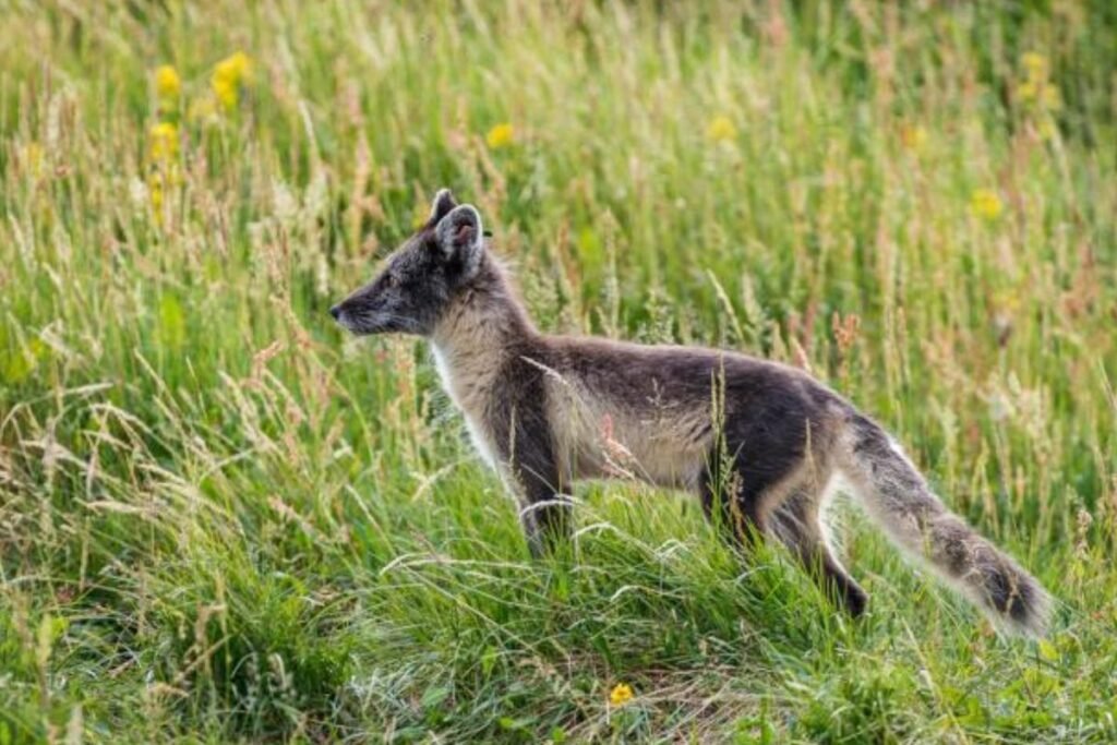 Įdomūs faktai apie poliarinę lapę