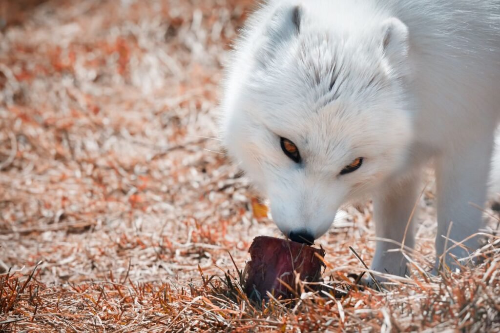 Kuo maitinasi poliarinė lapė