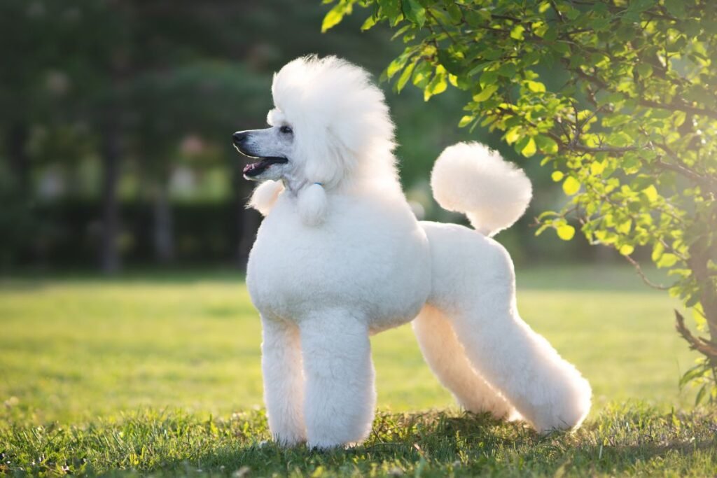 Pudelis: išvaizda ir unikalūs bruožai