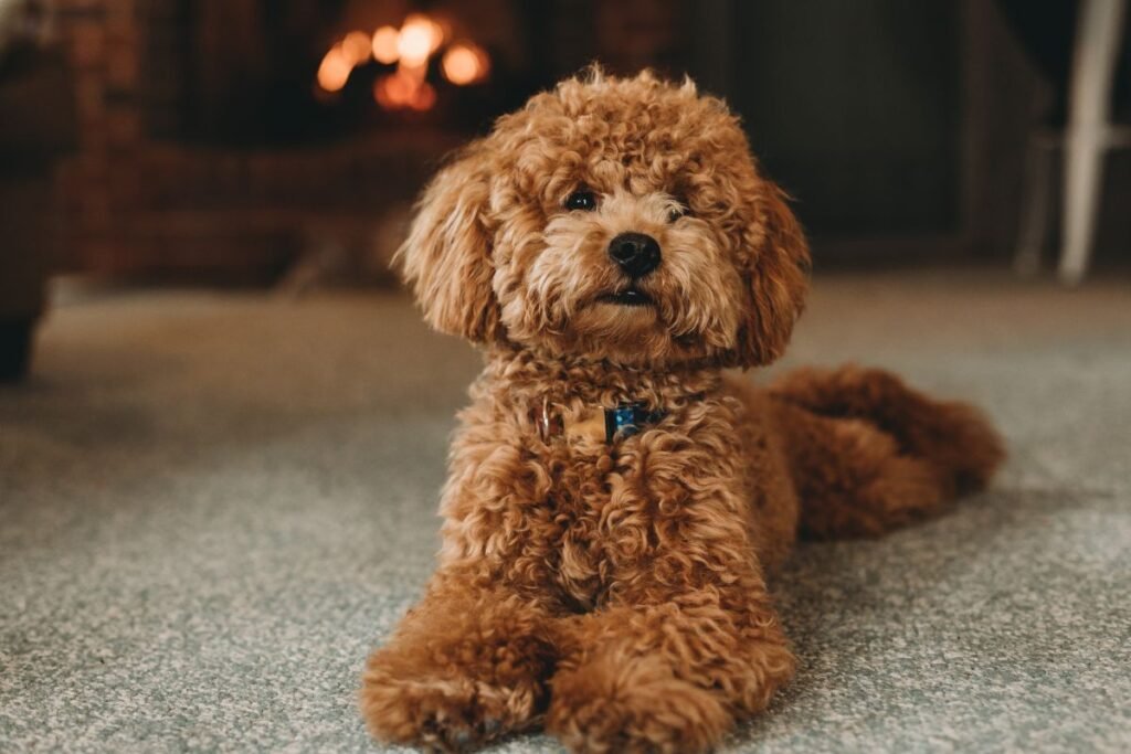 Pudelio kilmė ir istorija