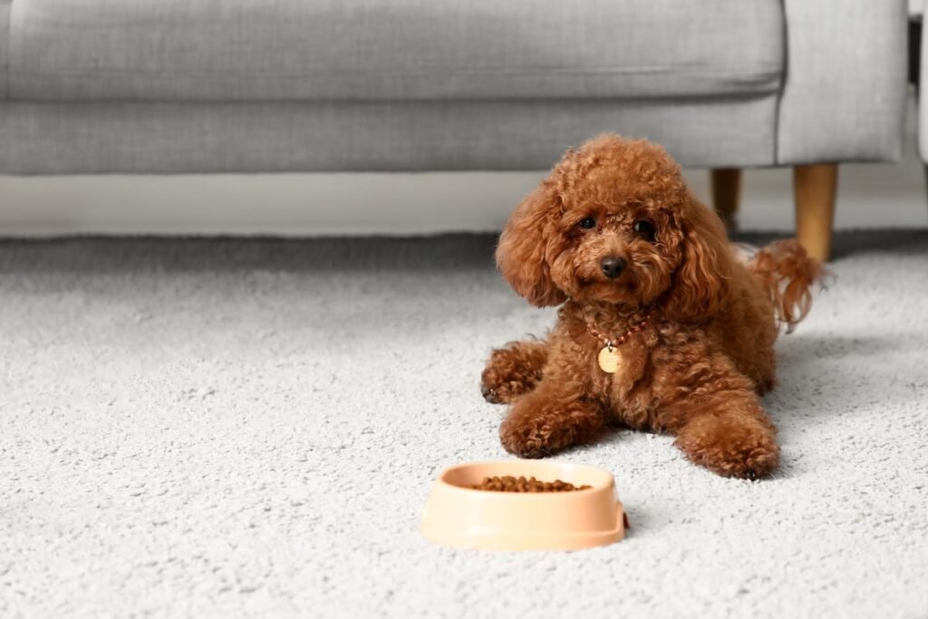 Pudelio sveikata ir priežiūros ypatumai