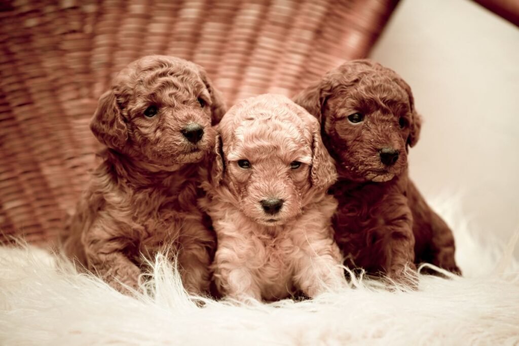 Ar pudelis – tinkamas pasirinkimas jūsų gyvenimo būdui?