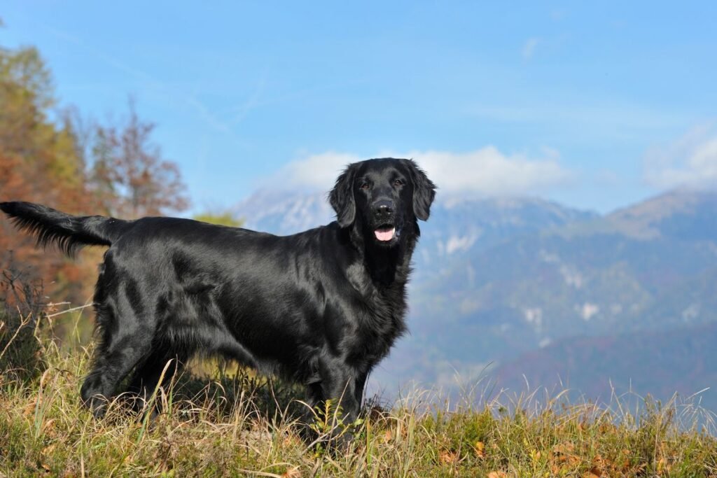 Retriverio išvaizda ir unikalūs bruožai