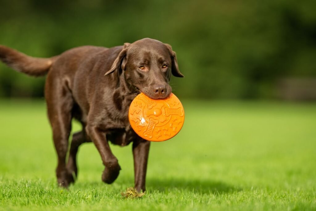 Retriverio charakterio savybės (lentelė)