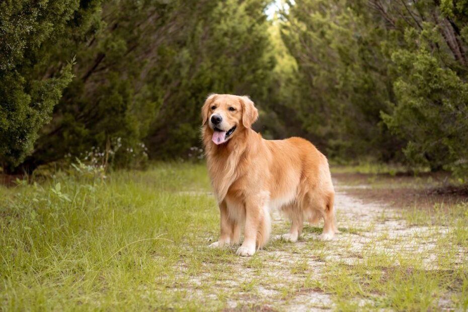 Retriveris – ištikimas šeimos draugas auksine ir neišsenkančios meilės pilna širdimi. Kokios šeimos jam reikia?