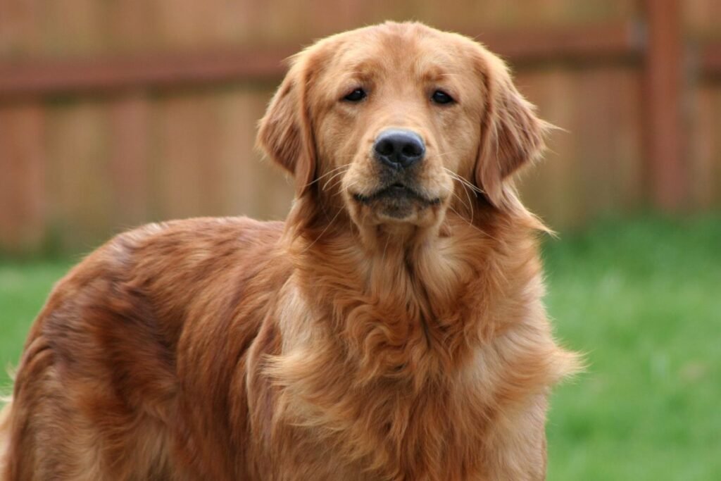 Retriverio veislių palyginimas